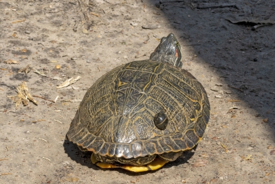 Painted Turtle May 2021